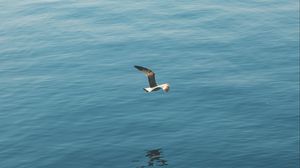 Preview wallpaper seagull, bird, wings, flight, sea