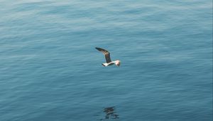 Preview wallpaper seagull, bird, wings, flight, sea