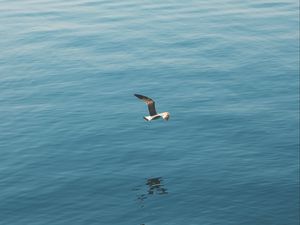 Preview wallpaper seagull, bird, wings, flight, sea