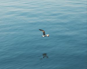 Preview wallpaper seagull, bird, wings, flight, sea