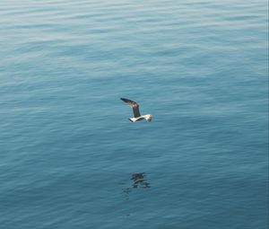 Preview wallpaper seagull, bird, wings, flight, sea