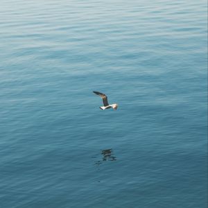 Preview wallpaper seagull, bird, wings, flight, sea