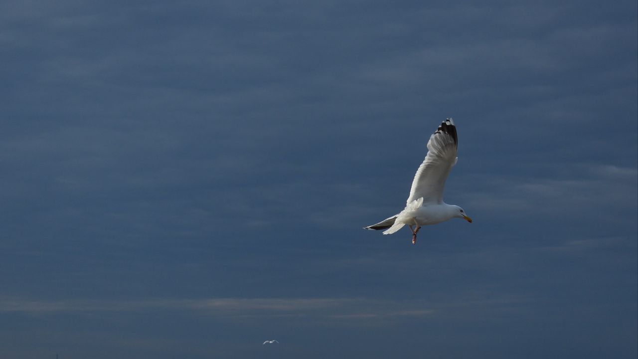 Wallpaper seagull, bird, wings, flight, waves