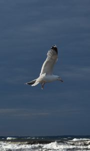 Preview wallpaper seagull, bird, wings, flight, waves