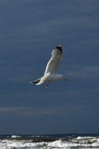 Preview wallpaper seagull, bird, wings, flight, waves