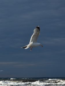 Preview wallpaper seagull, bird, wings, flight, waves