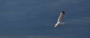 Preview wallpaper seagull, bird, wings, flight, waves