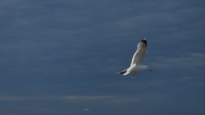 Preview wallpaper seagull, bird, wings, flight, waves