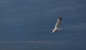 Preview wallpaper seagull, bird, wings, flight, waves