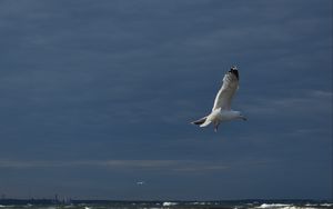 Preview wallpaper seagull, bird, wings, flight, waves