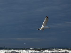 Preview wallpaper seagull, bird, wings, flight, waves