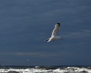 Preview wallpaper seagull, bird, wings, flight, waves