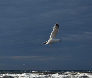 Preview wallpaper seagull, bird, wings, flight, waves