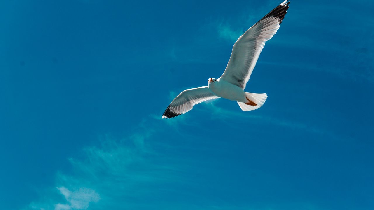 Wallpaper seagull, bird, wings, flight, sky, clouds