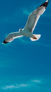 Preview wallpaper seagull, bird, wings, flight, sky, clouds