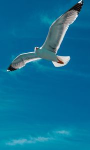 Preview wallpaper seagull, bird, wings, flight, sky, clouds