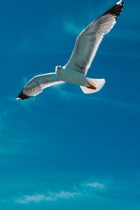 Preview wallpaper seagull, bird, wings, flight, sky, clouds