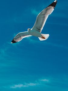 Preview wallpaper seagull, bird, wings, flight, sky, clouds