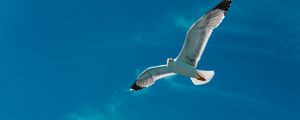 Preview wallpaper seagull, bird, wings, flight, sky, clouds