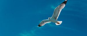 Preview wallpaper seagull, bird, wings, flight, sky, clouds