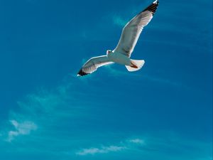 Preview wallpaper seagull, bird, wings, flight, sky, clouds