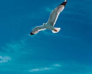 Preview wallpaper seagull, bird, wings, flight, sky, clouds