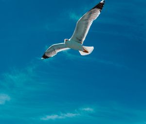 Preview wallpaper seagull, bird, wings, flight, sky, clouds