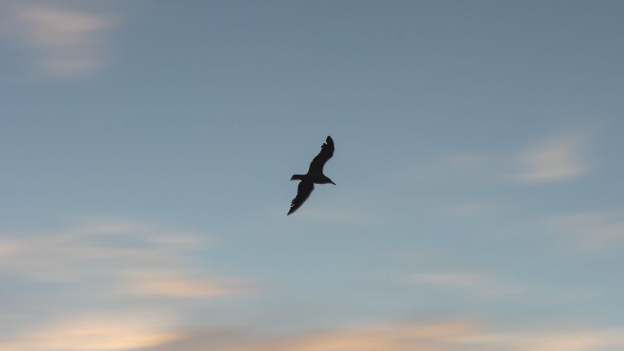 Wallpaper seagull, bird, wings, sunset, sky