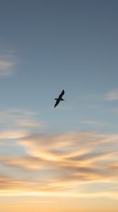 Preview wallpaper seagull, bird, wings, sunset, sky