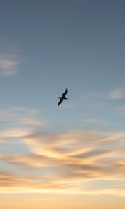 Preview wallpaper seagull, bird, wings, sunset, sky