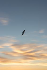 Preview wallpaper seagull, bird, wings, sunset, sky