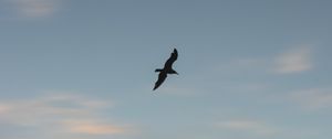 Preview wallpaper seagull, bird, wings, sunset, sky