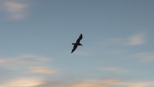 Preview wallpaper seagull, bird, wings, sunset, sky