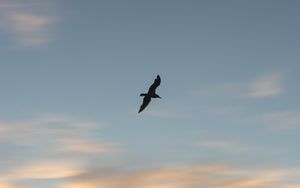 Preview wallpaper seagull, bird, wings, sunset, sky