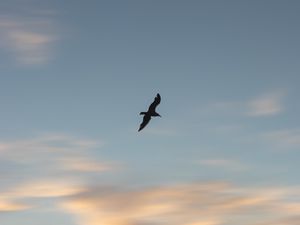 Preview wallpaper seagull, bird, wings, sunset, sky