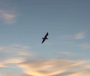 Preview wallpaper seagull, bird, wings, sunset, sky