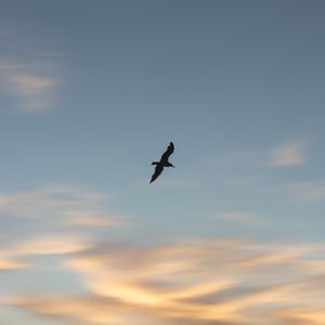 Preview wallpaper seagull, bird, wings, sunset, sky