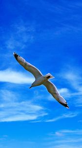 Preview wallpaper seagull, bird, wings, flight, clouds, sky
