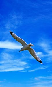 Preview wallpaper seagull, bird, wings, flight, clouds, sky