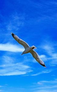 Preview wallpaper seagull, bird, wings, flight, clouds, sky