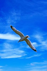 Preview wallpaper seagull, bird, wings, flight, clouds, sky