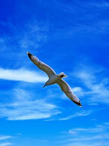 Preview wallpaper seagull, bird, wings, flight, clouds, sky