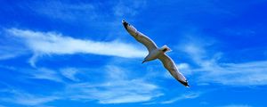 Preview wallpaper seagull, bird, wings, flight, clouds, sky