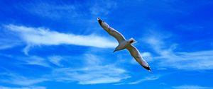 Preview wallpaper seagull, bird, wings, flight, clouds, sky