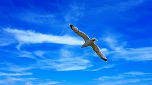 Preview wallpaper seagull, bird, wings, flight, clouds, sky