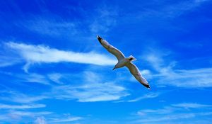 Preview wallpaper seagull, bird, wings, flight, clouds, sky