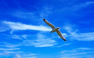 Preview wallpaper seagull, bird, wings, flight, clouds, sky