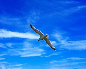 Preview wallpaper seagull, bird, wings, flight, clouds, sky