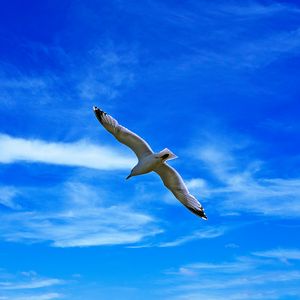 Preview wallpaper seagull, bird, wings, flight, clouds, sky