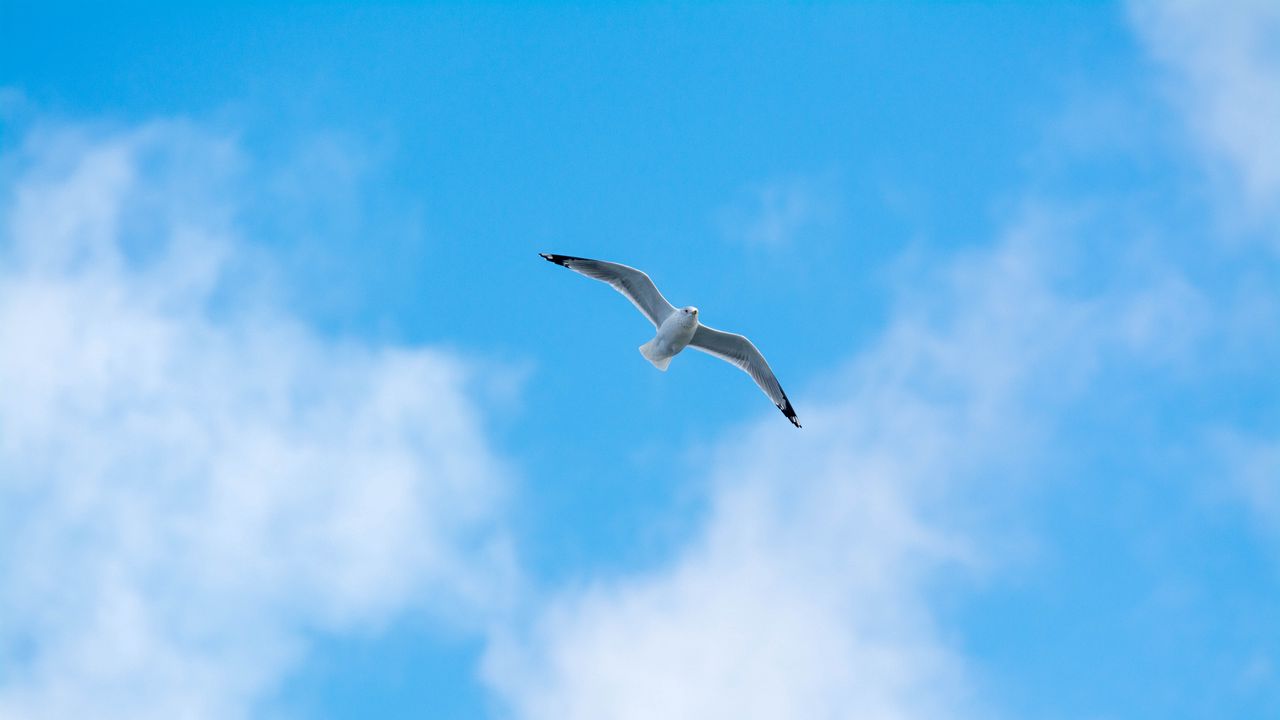 Wallpaper seagull, flight, bird, sky, minimalism
